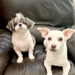 Petco