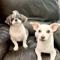 Petco ico