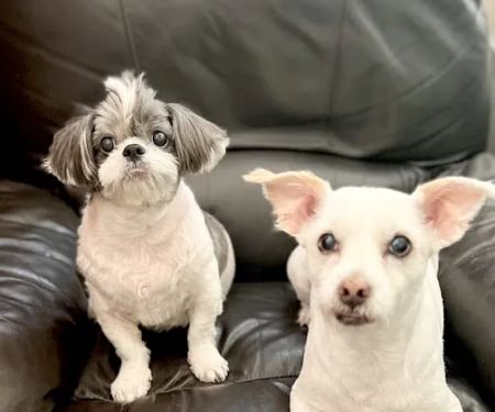 Petco
