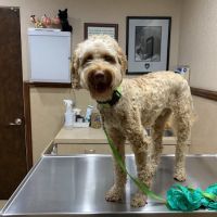 Valley Veterinary Clinic ico