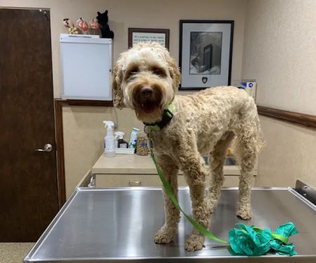 Valley Veterinary Clinic