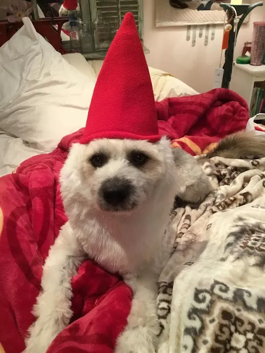 Decker's Dog + Cat Picture 9