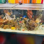 Reliant Aquarium Design