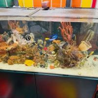 Reliant Aquarium Design ico