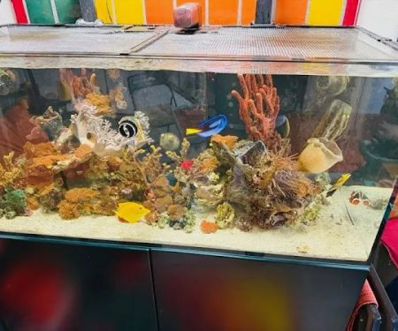 Reliant Aquarium Design