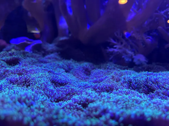 Reliant Aquarium Design Picture 5