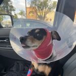 Simi Valley Animal Hospital