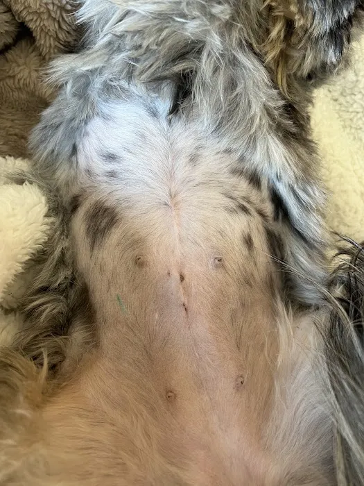 Simi Valley Non-Profit Spay and Neuter Clinic Picture 1
