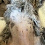 Simi Valley Non-Profit Spay and Neuter Clinic