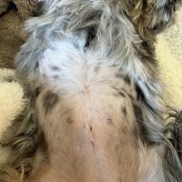 Simi Valley Non-Profit Spay and Neuter Clinic ico