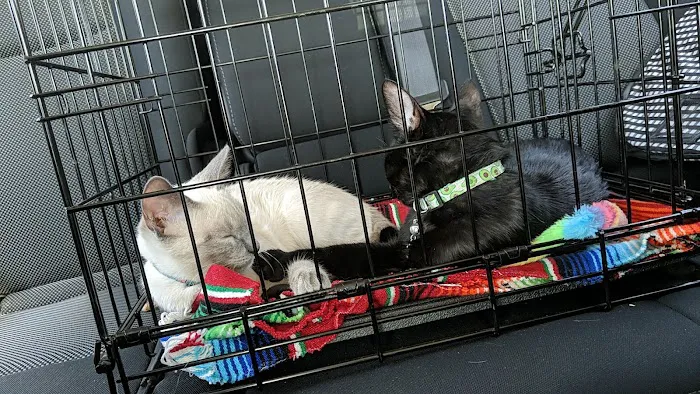 Simi Valley Non-Profit Spay and Neuter Clinic Picture 3