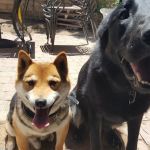 Angeles Animal Hospital