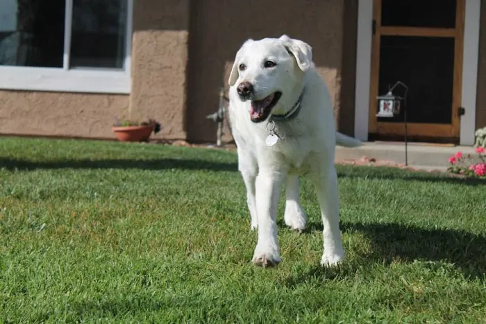 Angeles Animal Hospital Picture 9