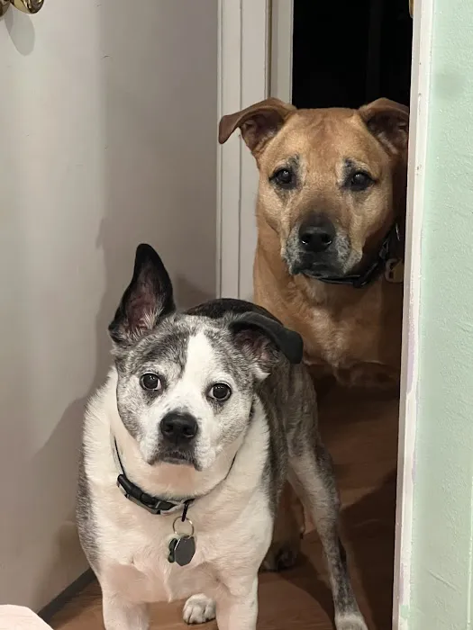 Angeles Animal Hospital Picture 6