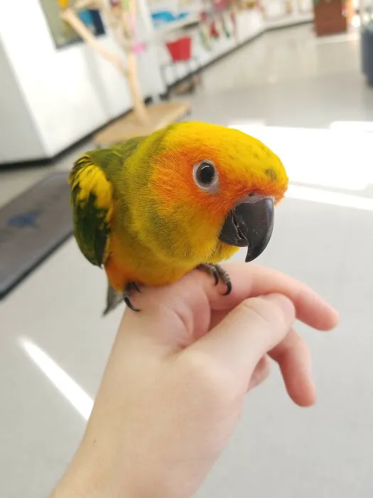 BirdSmart Picture 1