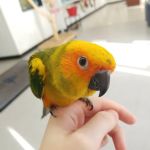 BirdSmart