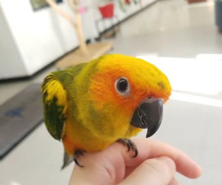BirdSmart