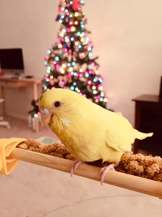BirdSmart Picture 4