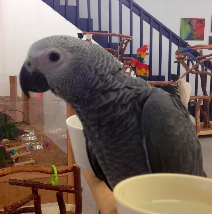 BirdSmart Picture 6