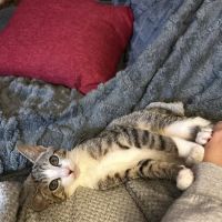 Dr. Ron's Animal Hospital ico