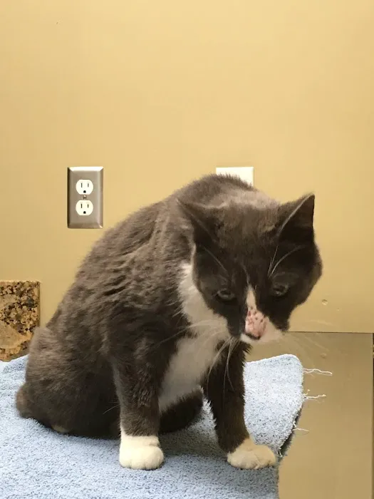 Dr. Ron's Animal Hospital Picture 5