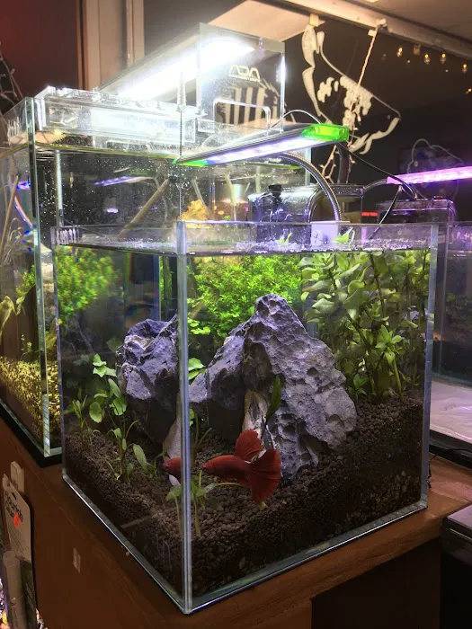 Pet Zone Tropical Fish Picture 1