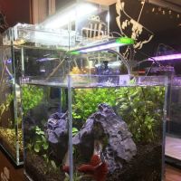 Pet Zone Tropical Fish ico
