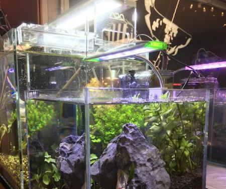 Pet Zone Tropical Fish