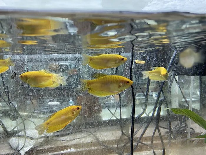 Pet Zone Tropical Fish Picture 2