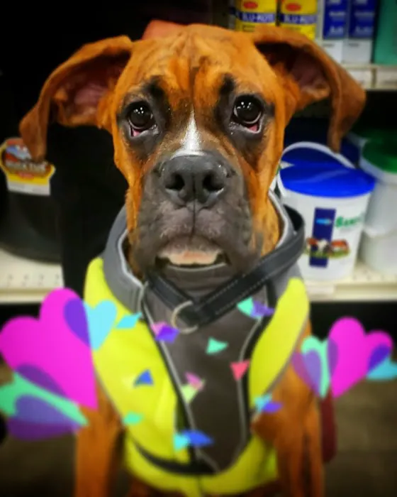 Pet Pawz-itive Picture 5