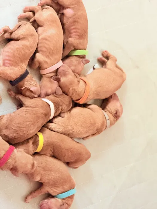 Ohana Pet Hospital of Agoura Hills Picture 3