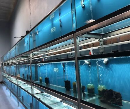 Aquarium Fish Depot