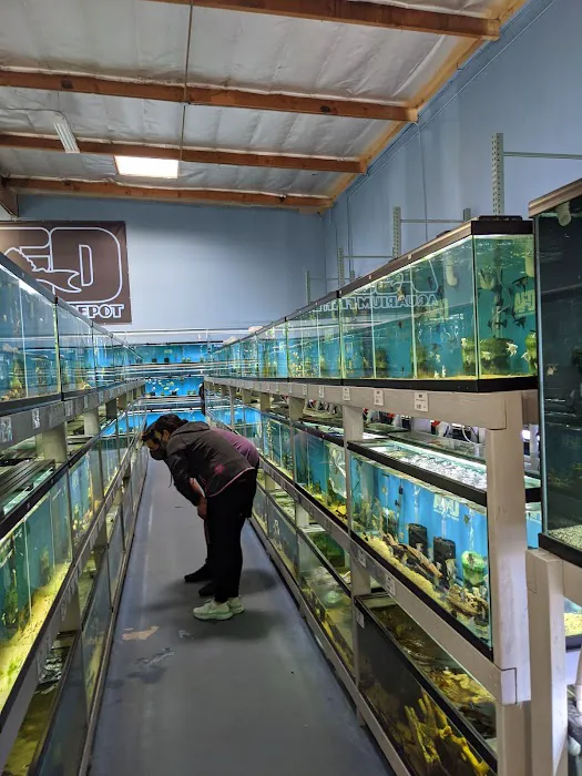 Aquarium Fish Depot Picture 4