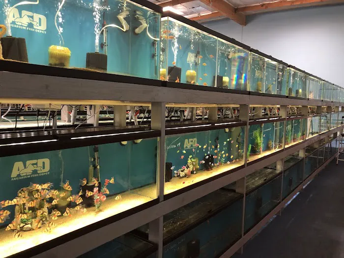 Aquarium Fish Depot Picture 3