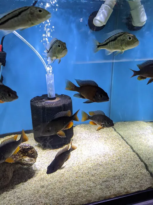 Aquarium Fish Depot Picture 8