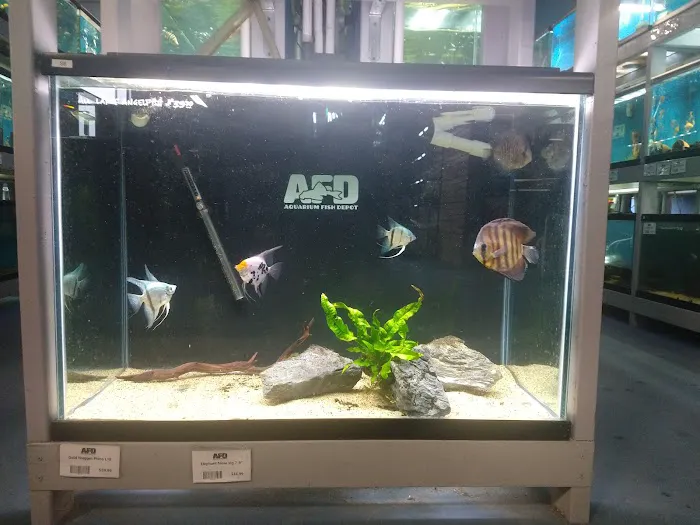 Aquarium Fish Depot Picture 7