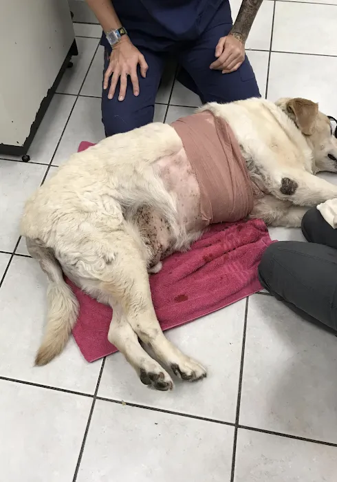 Agoura Hills Animal Hospital Picture 10