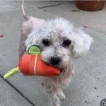 Oaks Veterinary Urgent Care