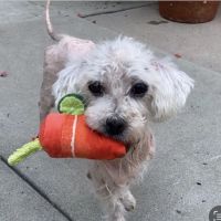 Oaks Veterinary Urgent Care ico