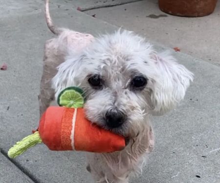 Oaks Veterinary Urgent Care