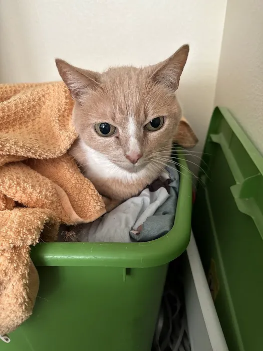 Oaks Veterinary Urgent Care Picture 4