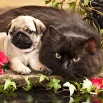 All Vet Care- Animal Hospital and Mobile Vet sevice