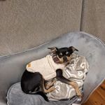 All Vet Care Animal Hospital and Rehabilitation