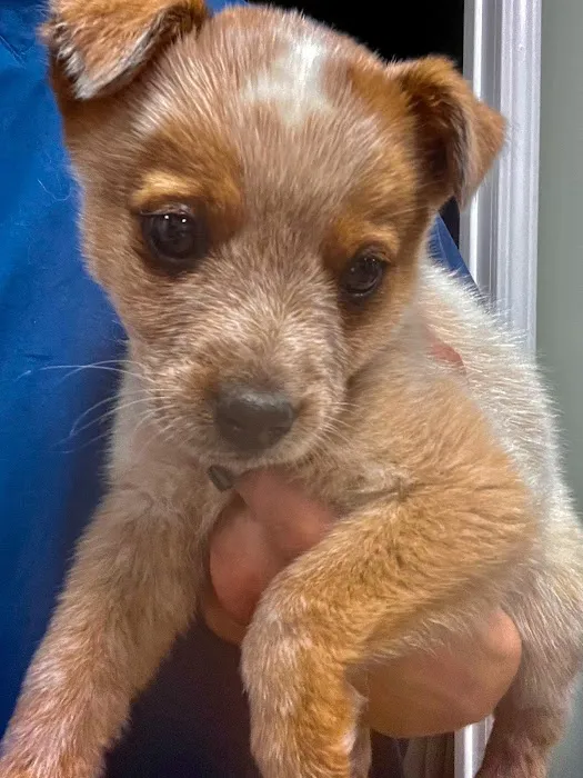 All Vet Care Animal Hospital and Rehabilitation Picture 5
