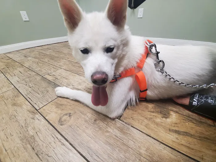 All Vet Care Animal Hospital and Rehabilitation Picture 4