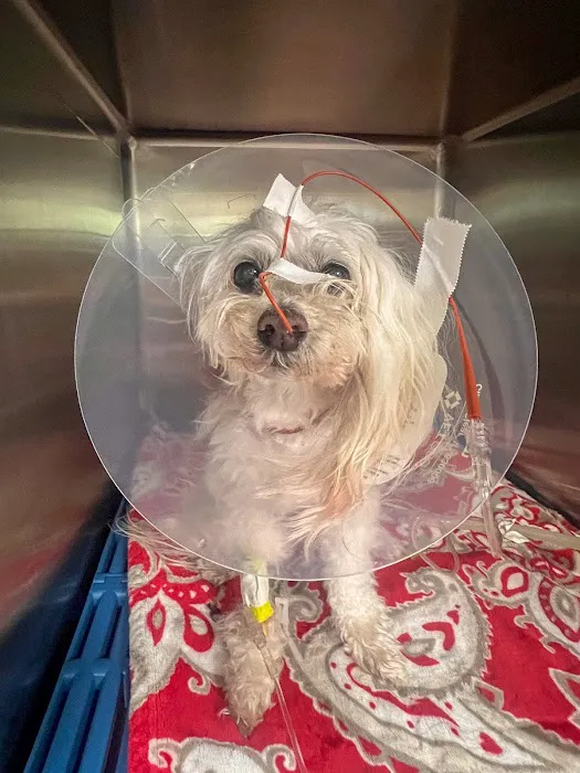 All Vet Care Animal Hospital and Rehabilitation Picture 9