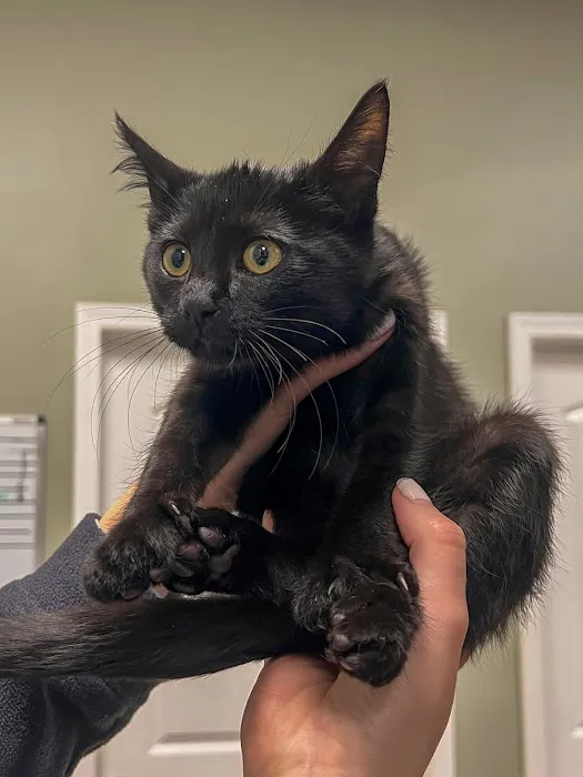 All Vet Care Animal Hospital and Rehabilitation Picture 8