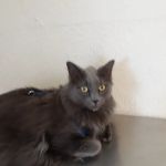 Somis Veterinary Hospital