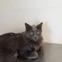 Somis Veterinary Hospital ico