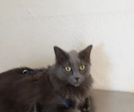 Somis Veterinary Hospital